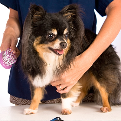 Little chihuahua dog at the groomers.