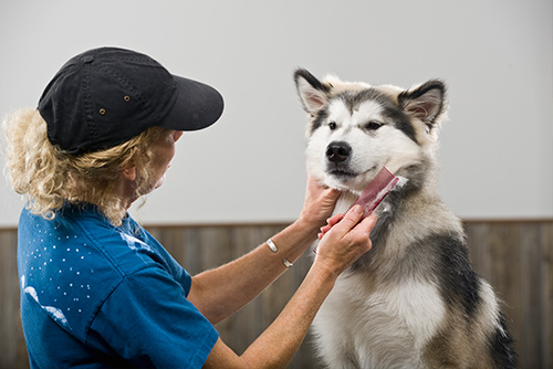 Woman combing Alaskan Malamute